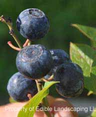 Blueberry Legacy fruit